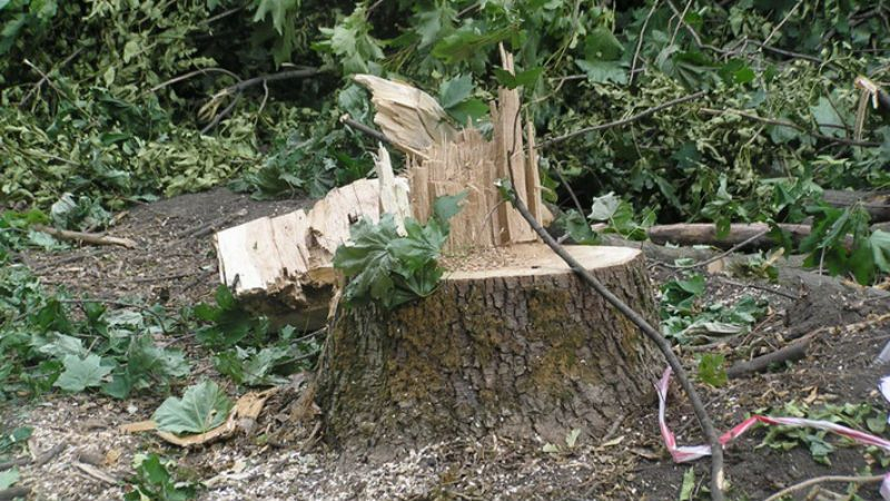 Протест проти забудови: кияни перекрили дорогу зрубаними деревами