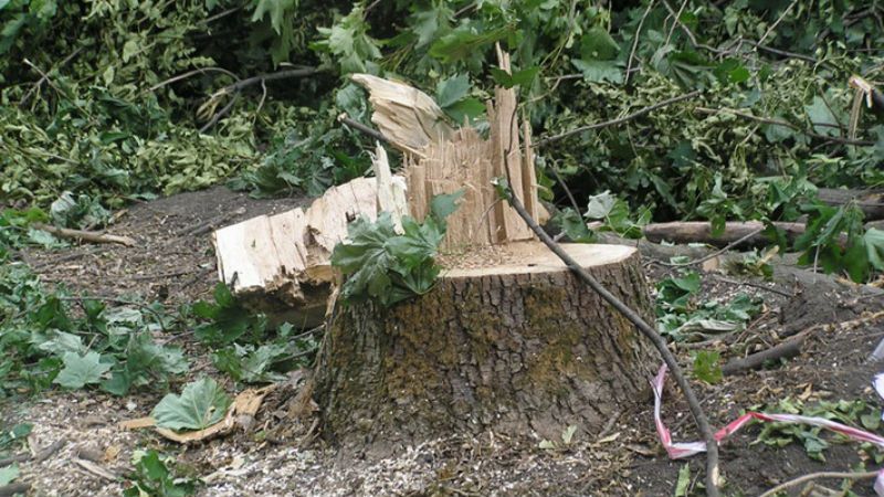 Протест против застройки: киевляне перекрыли дорогу срубленными деревьями Протест против застройки: киевляне перекрыли дорогу срубленными деревьями