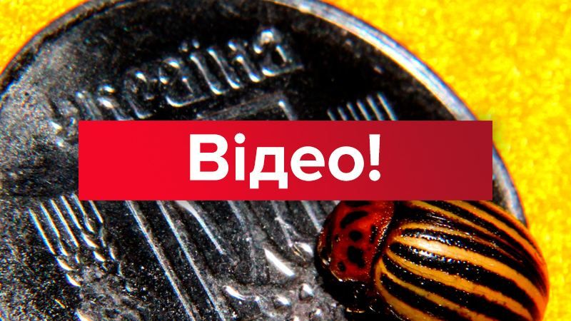 Чемодан, вокзал, Львів, – з'явилось відео конфлікту в Маріуполі під час прокремлівської акції