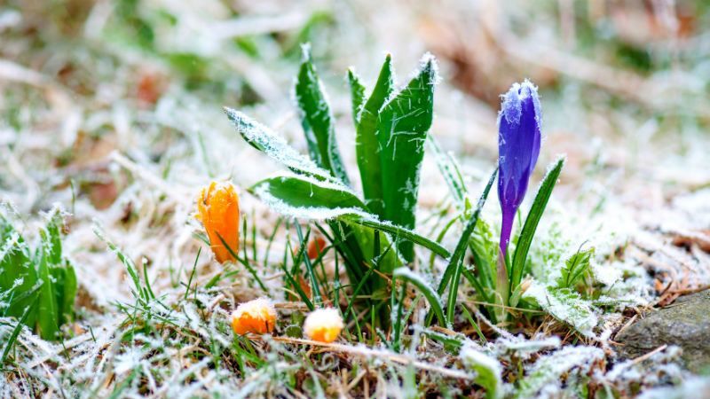 Синоптик предупредила о существенном похолодании: идут заморозки и даже снег