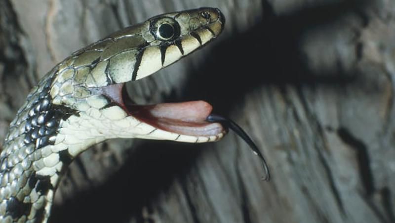 Рекордно величезного вужа зловили на Полтавщині Рекордно величезного вужа зловили на Полтавщині