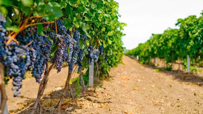 Шабо " – украинский винодельческий край, который 120 лет был швейцарской колонией Шабо " – украинский винодельческий край, который 120 лет был швейцарской колонией