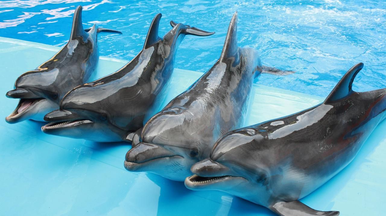 У Франції змінили правила утримання дельфінів і косаток у неволі