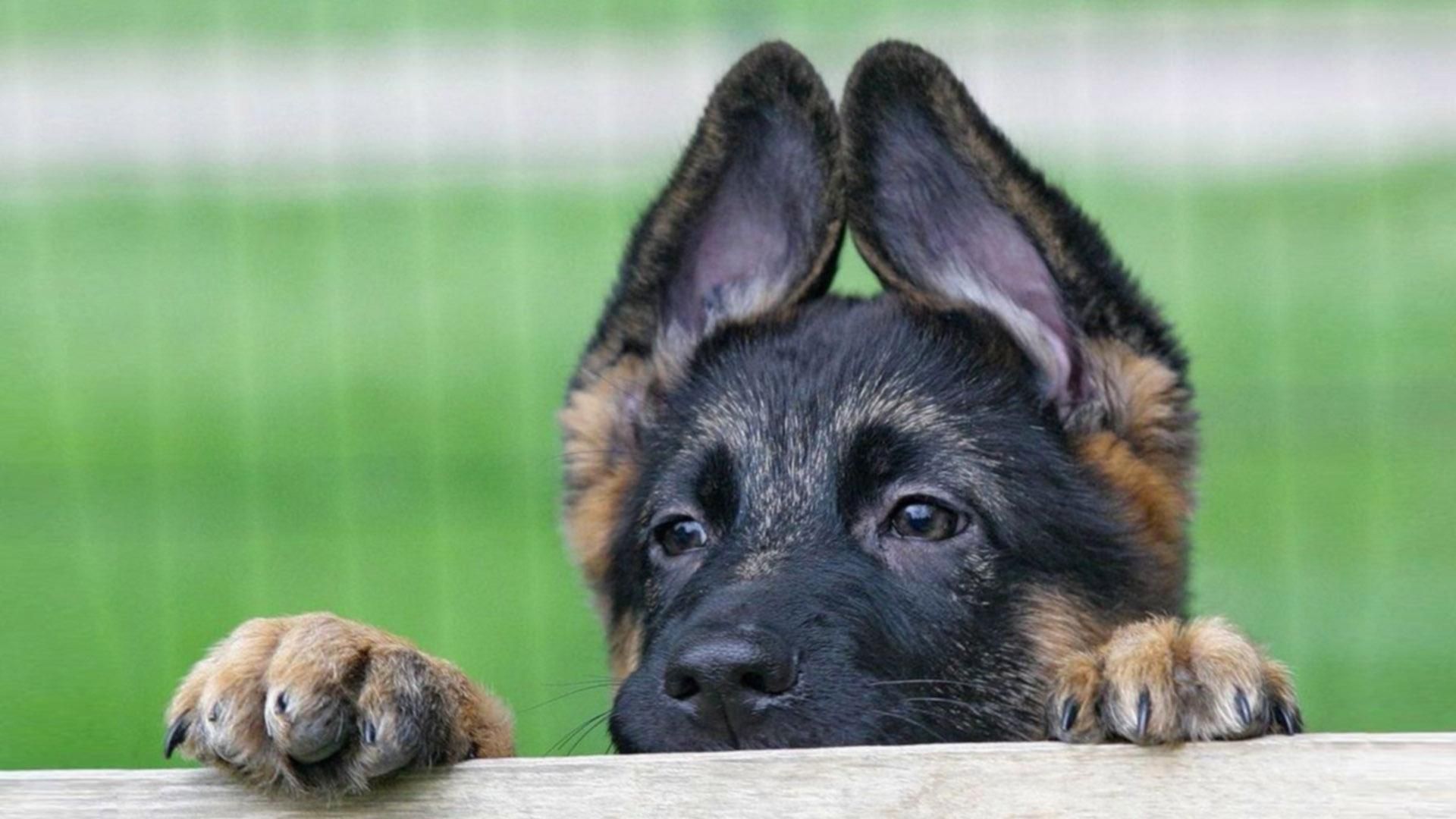 В Тернополе стартовали международные соревнования кинологов В Тернополе стартовали международные соревнования кинологов