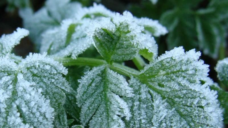 Агрометеоролог рассказала, какой вред нанесли Украине майские заморозки Агрометеоролог рассказала, какой вред нанесли Украине майские заморозки