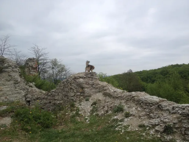 Залишки мурів Галицького замку Залишки мурів Галицького замку