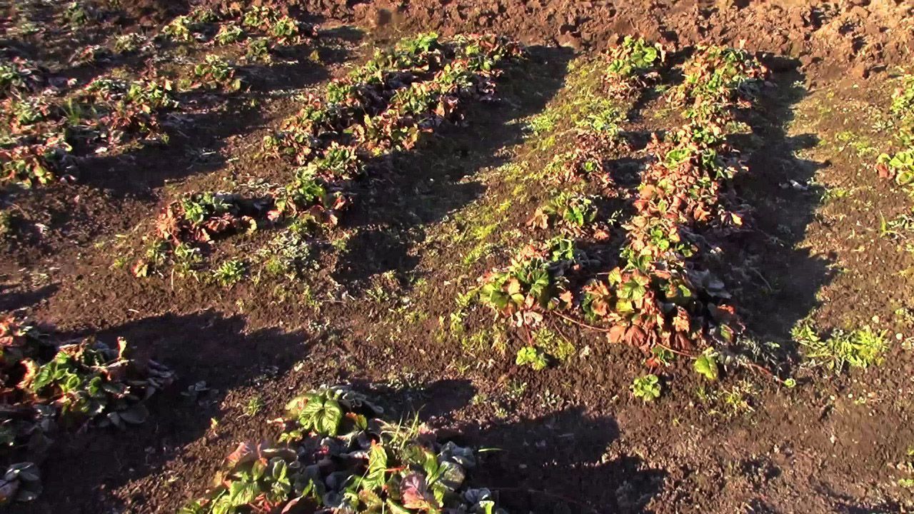 В Черкасской области из-за майского холода замерз урожай