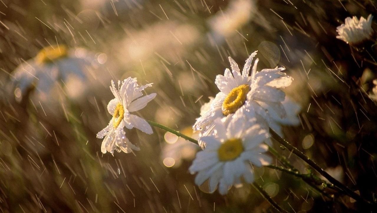 Прогноз погоди на 16 травня: в Україну повертаються дощі Прогноз погоди на 16 травня: в Україну повертаються дощі