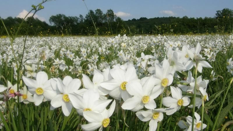На Закарпатті зацвіли нарциси: захоплюючі фото На Закарпатті зацвіли нарциси: захоплюючі фото