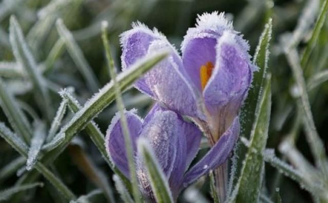 На Україну знову насуваються заморозки На Україну знову насуваються заморозки