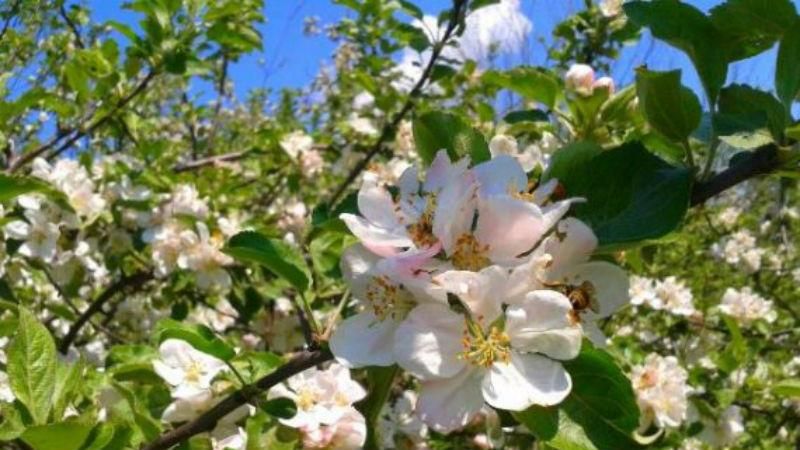 Унікальна яблуня зацвіла на Сумщині: з'явилось відео