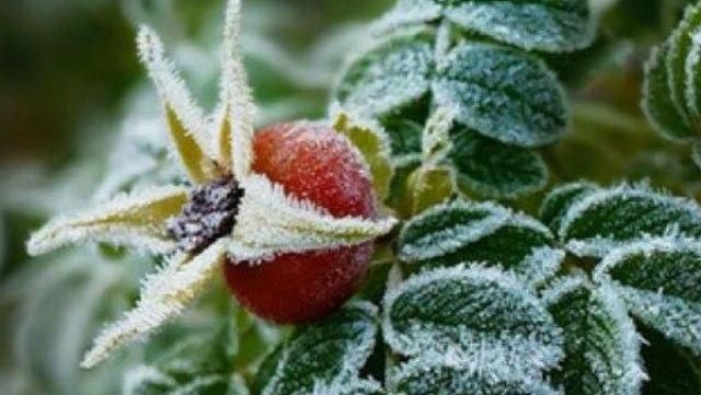 Травневі заморозки можуть серйозно вдарити по гаманцях українців Травневі заморозки можуть серйозно вдарити по гаманцях українців