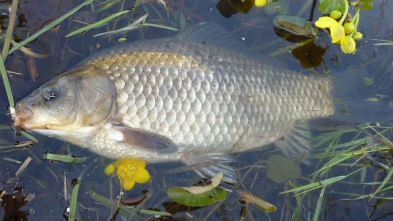 На Тернопольщине массово отравили рыбу На Тернопольщине массово отравили рыбу