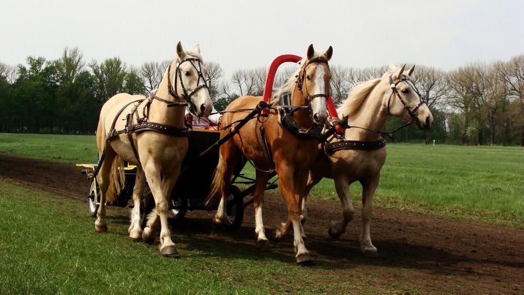 Украинский конный завод, слава о котором ходила на двух континентах