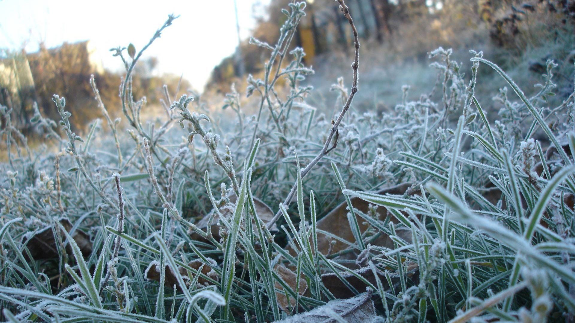 Харьковские ученые рассказали, как уберечь урожай от заморозков и холода