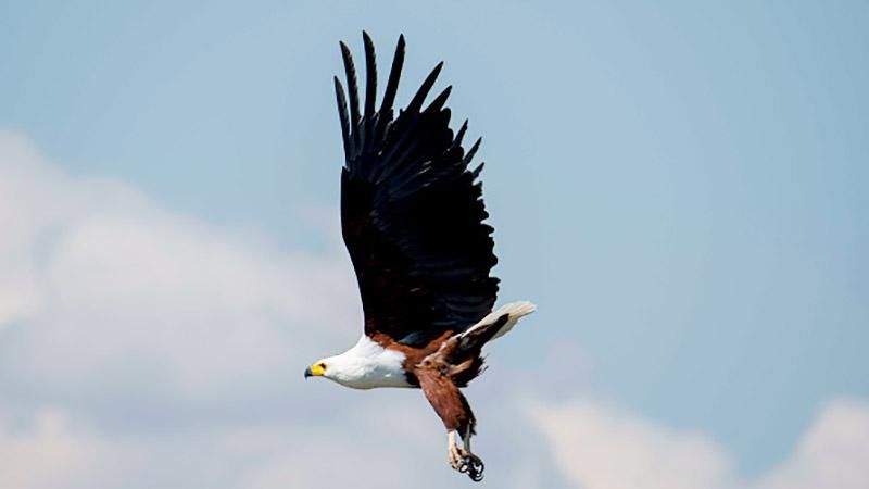 Тренированный орел будет охранять встречу НАТО от вражеских беспилотников Тренированный орел будет охранять встречу НАТО от вражеских беспилотников