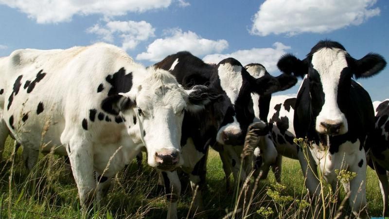 На Хмельниччині невідомі отруїли сотню корів на фермі
