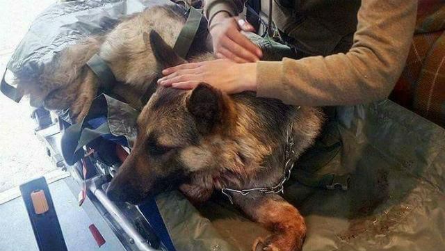 Чотирилапий герой. Собака врятував життя двох бійців Чотирилапий герой. Собака врятував життя двох бійців