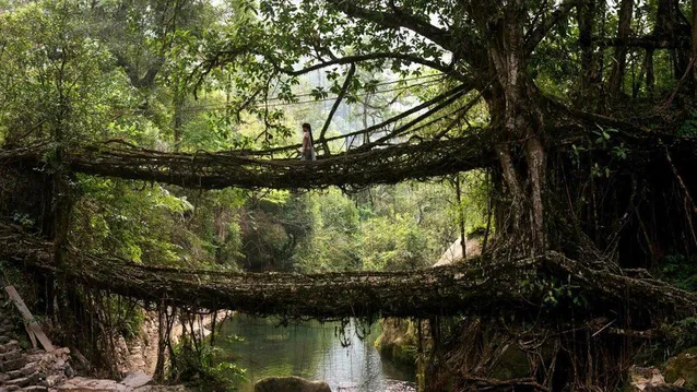 Міст в селі Черапунджі, Індія Міст в селі Черапунджі, Індія