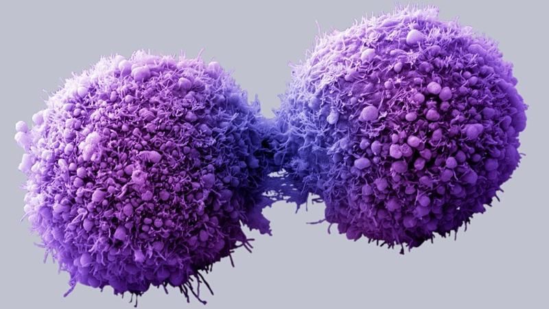 Замедление белков: американские ученые разработали новые способы противодействовать раку