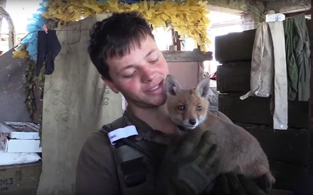 Разом з бійцями АТО на передовій "воює" незвична тварина Разом з бійцями АТО на передовій "воює" незвична тварина