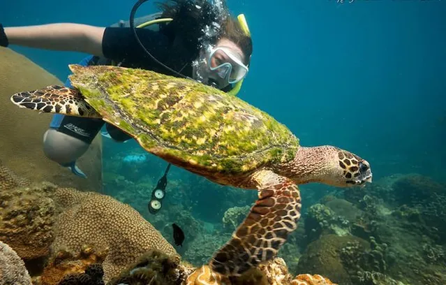 Черепаховий острів - тут варто вчитись дайвінгу Черепаховий острів - тут варто вчитись дайвінгу