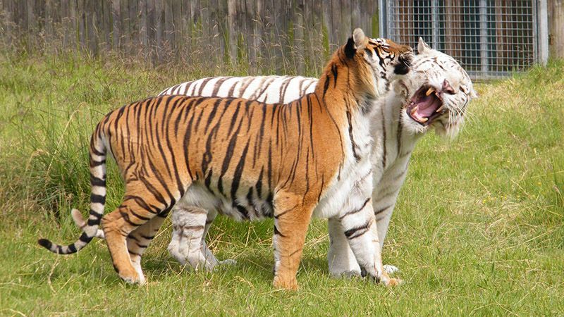 Тигр убил работницу зоопарка в Великобритании