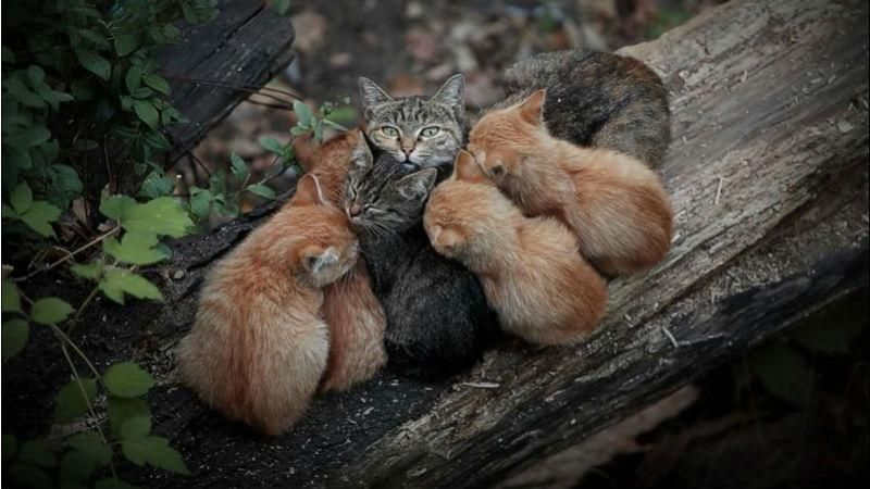 Прогноз погоди 1 червня: в Україну йде похолодання Прогноз погоди 1 червня: в Україну йде похолодання