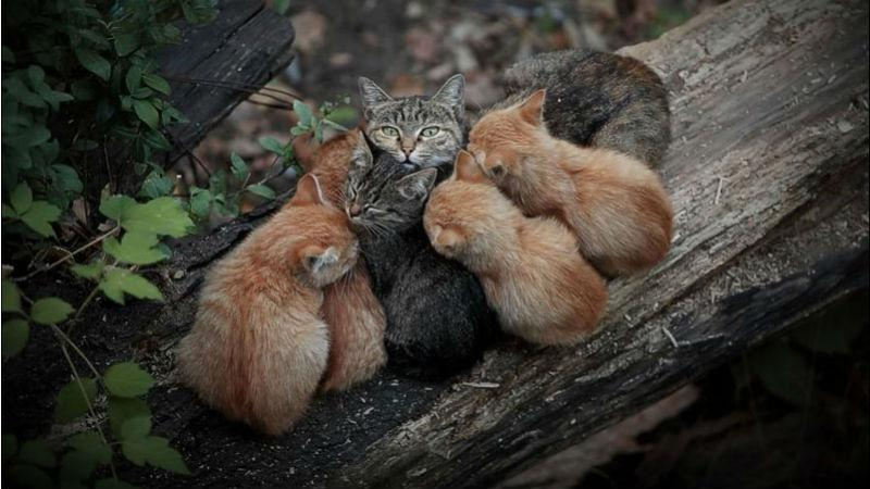 Прогноз погоды 1 июня: в Украину идет похолодание