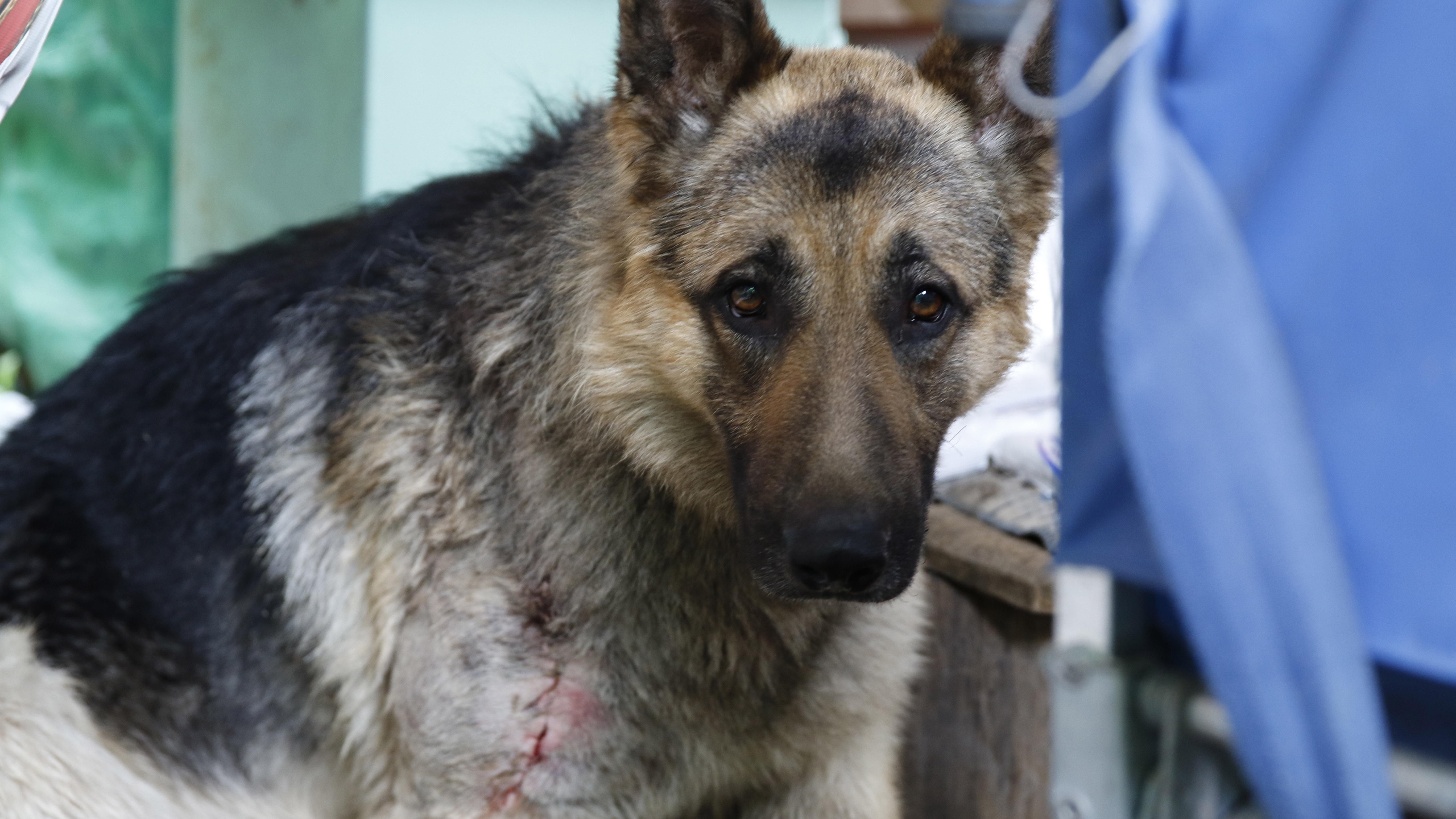 Собаку-героя, що врятував від смерті бійців на передовій, хотіли "присвоїти" бойовики "ДНР"