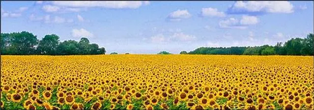 Неймовірна краса Херсонщини Неймовірна краса Херсонщини