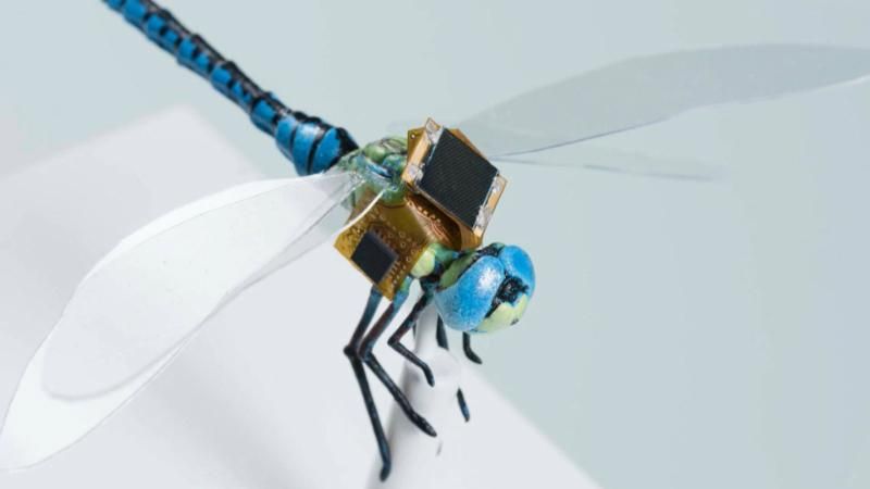 Живое насекомое превратили в способного к полетам киборга с солнечными батареями