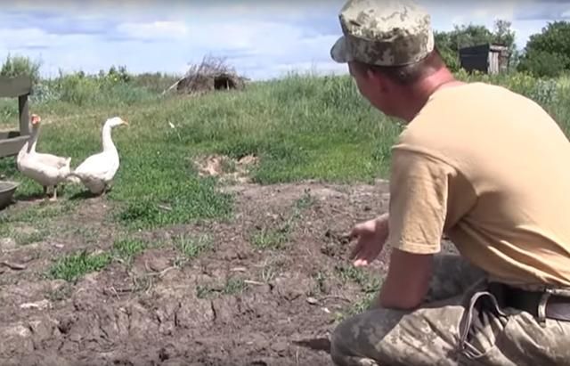 Наряду с бойцами АТО на передовой живут "боевые гуси" Наряду с бойцами АТО на передовой живут "боевые гуси"