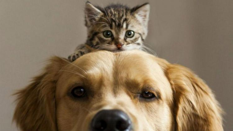 Центр адопции животных: львовяне смогут выбрать домашнего любимца через интернет