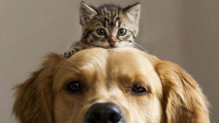 Центр адопции животных: львовяне смогут выбрать домашнего любимца через интернет Центр адопции животных: львовяне смогут выбрать домашнего любимца через интернет