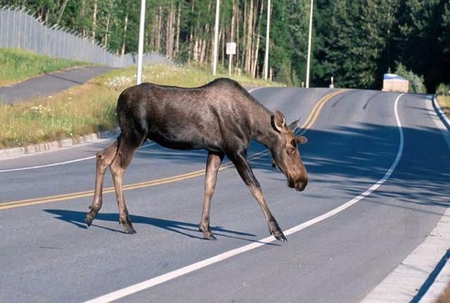 По улицам Киева бегает лось: у животного серьезное ранение По улицам Киева бегает лось: у животного серьезное ранение