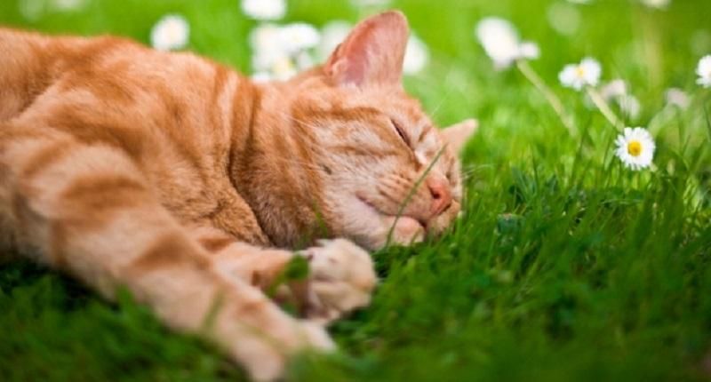 Погода 12 червня в Україні: прогноз погоди від синоптиків Погода 12 червня в Україні: прогноз погоди від синоптиків