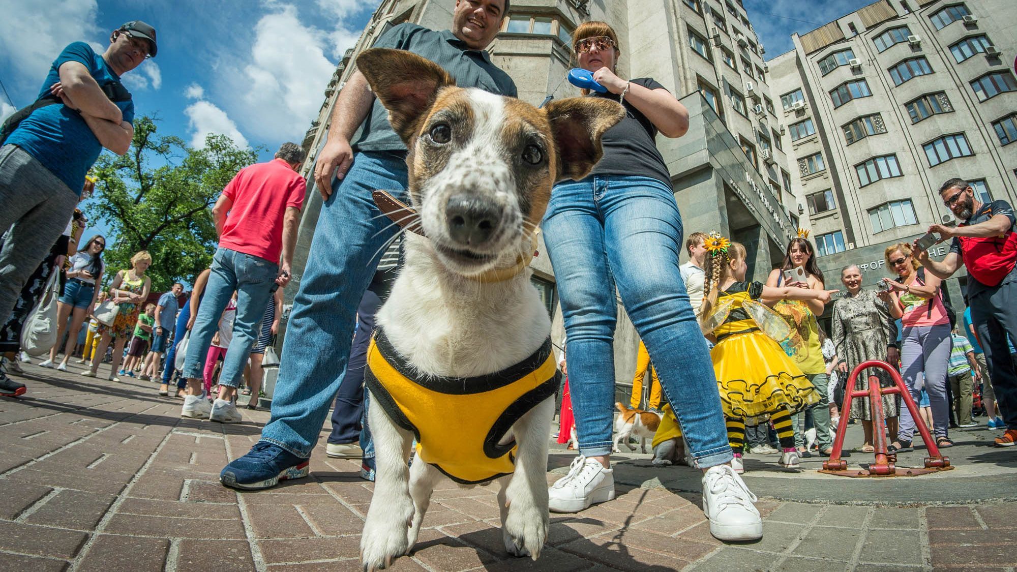 У Києві вперше пройшов парад собак породи джек-рассел-тер’єр і парсон