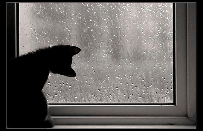 Неутешительный проныр: какой будет погода в Украине до конца недели