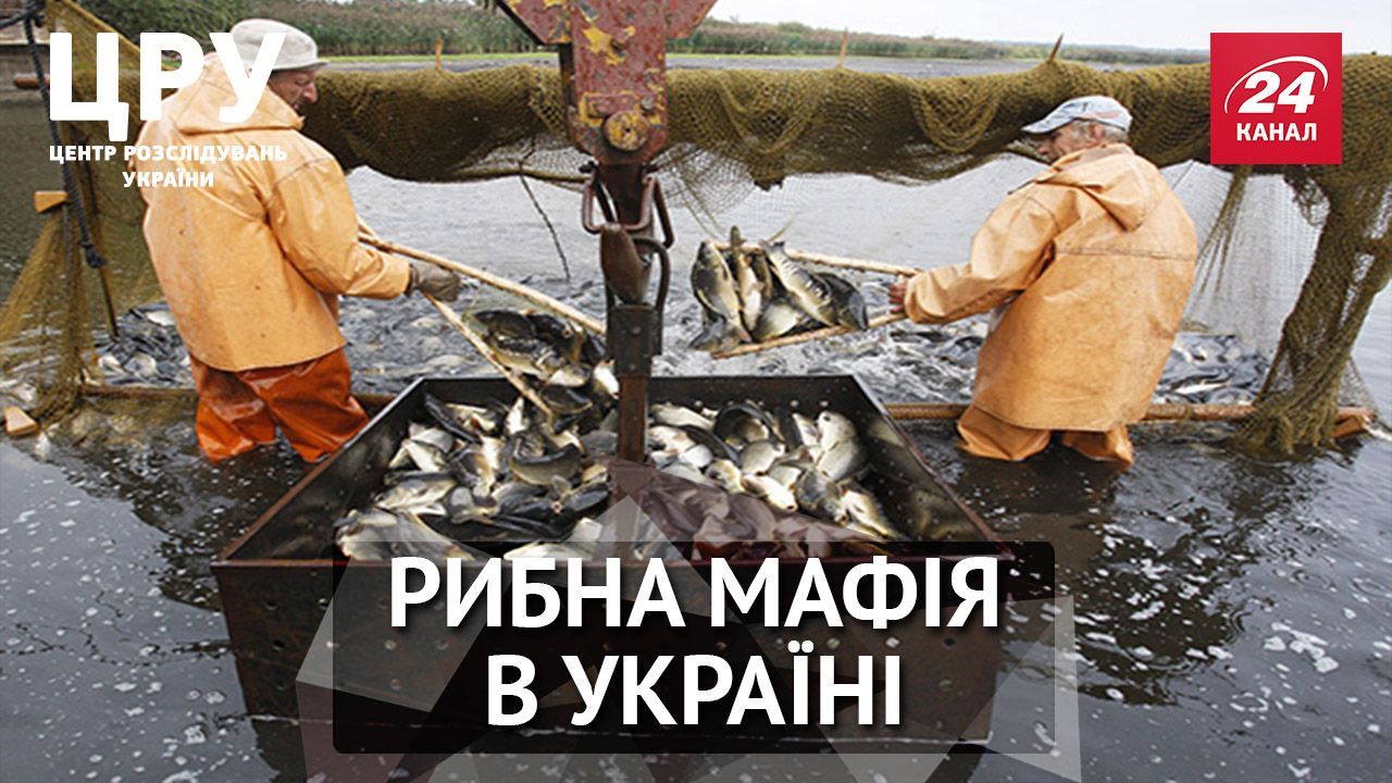 Як чиновники, правоохоронці та екологи прикривають рибну мафію, – розслідування ЦРУ. Частина 1 Як чиновники, правоохоронці та екологи прикривають рибну мафію, – розслідування ЦРУ. Частина 1