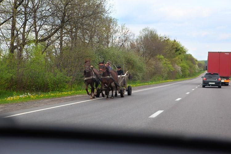 Кінь загинув унаслідок моторошної ДТП на Львівщині 