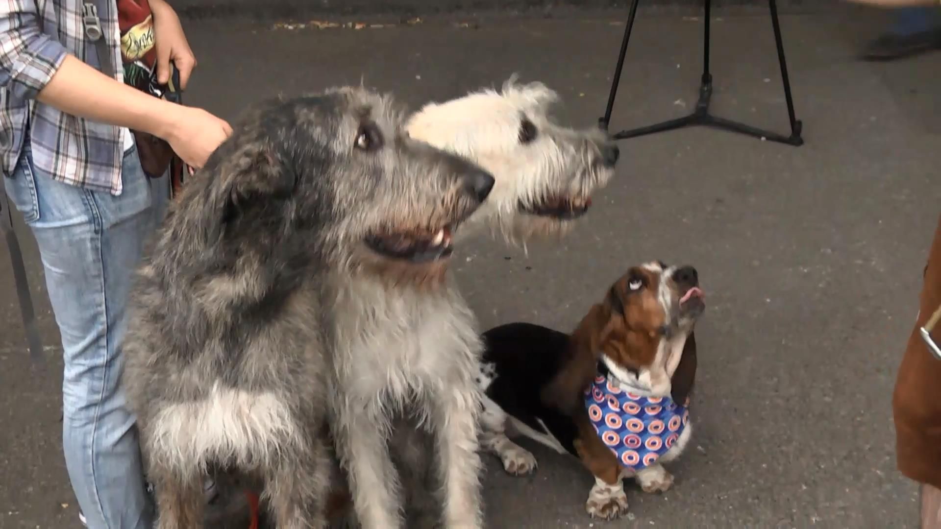 Благодійний забіг із собаками відбувся у Києві