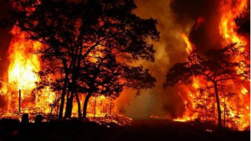 Появились новые детали масштабных пожаров в Португалии