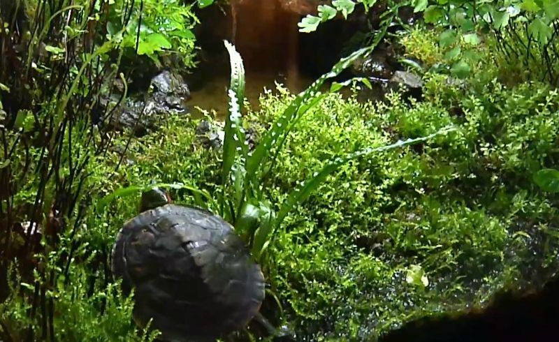 Дизайнер з Івано-Франківська створює унікальні акваріуми
Дизайнер з Івано-Франківська створює унікальні акваріуми