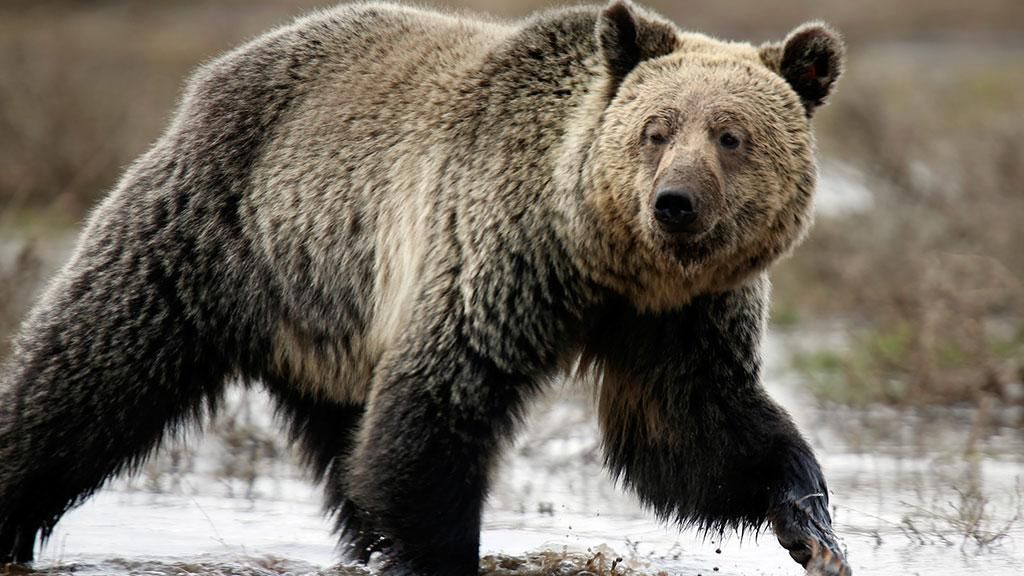 На Алясці ведмідь вбив 16-літнього учасника змагань