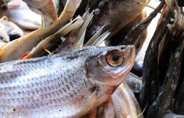 Ботулізм в Україні: де в Києві чоловік придбав заражену рибу Ботулізм в Україні: де в Києві чоловік придбав заражену рибу