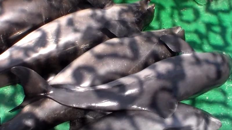 Сім дельфінів загинули в сітках браконьєрів на Одещині: з'явилося відео 