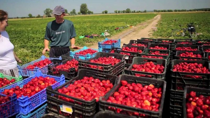 Работа в Польше для украинцев: новые правила трудоустройства Работа в Польше для украинцев: новые правила трудоустройства