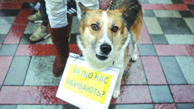 За жорстоке поводження з тваринами тепер загрожує тюрма – Рада прийняла закон