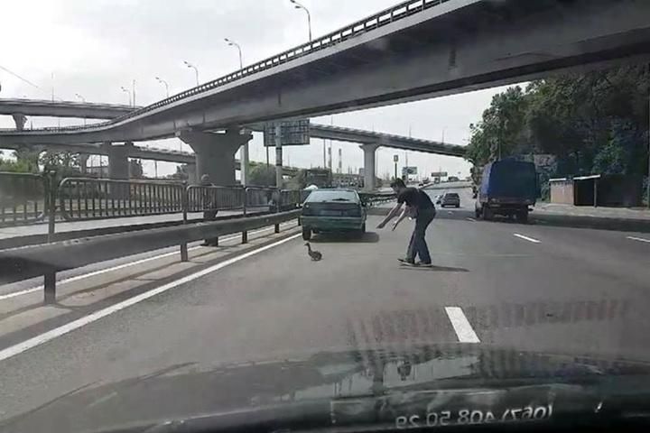 Київські водії зупинились на магістралі, аби вигнати каченят з дороги: відео